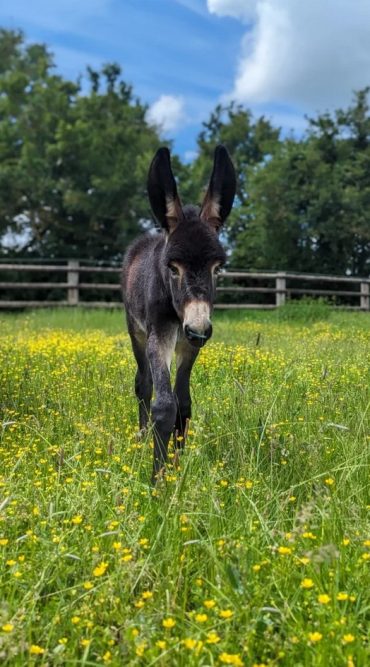 Âne dans un pré fleuri au Pôle du Cheval et de l’Âne, activité nature proche du gîte dans le Cher
